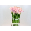 Zantedeschia Eydolls Pink