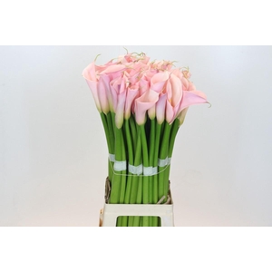 Zantedeschia Eydolls Pink