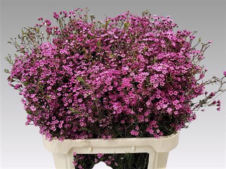 Chame Early Purple 70cm