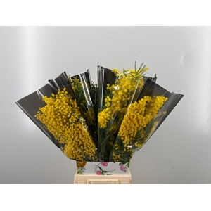 ACACIA BAILEYA BL BS