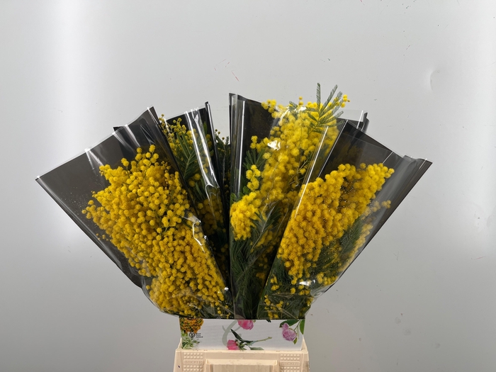 <h4>ACACIA BAILEYA BL BS</h4>