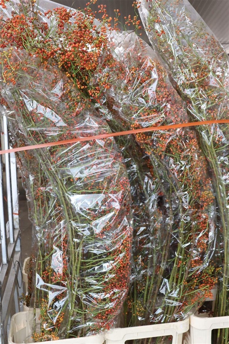 <h4>Rosa Corallo 180cm Ptk</h4>