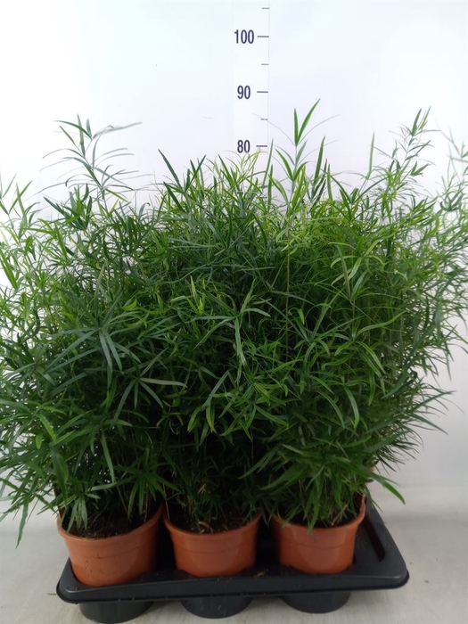 <h4>Asparagus falcatus</h4>