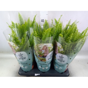 Nephrolepis exal. 'Green Lady'
