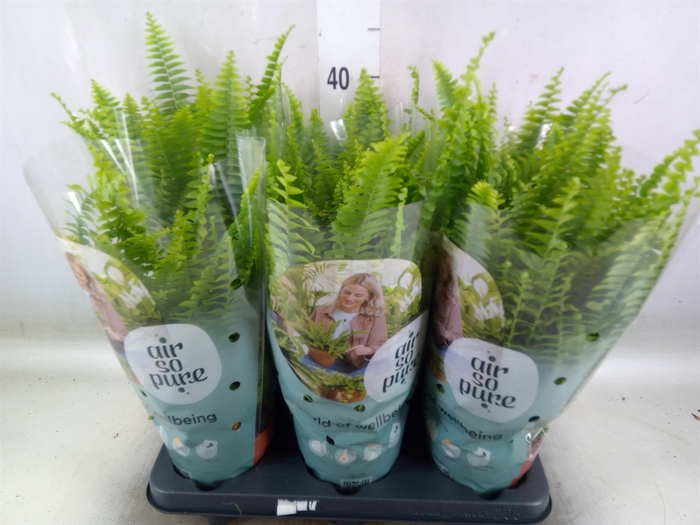 <h4>Nephrolepis exal. 'Green Lady'</h4>