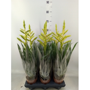Tillandsia oerstediana