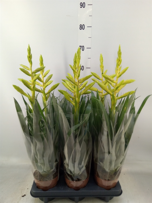 <h4>Tillandsia oerstediana</h4>