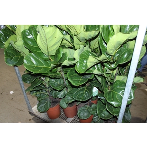 FICUS LYRATA P24