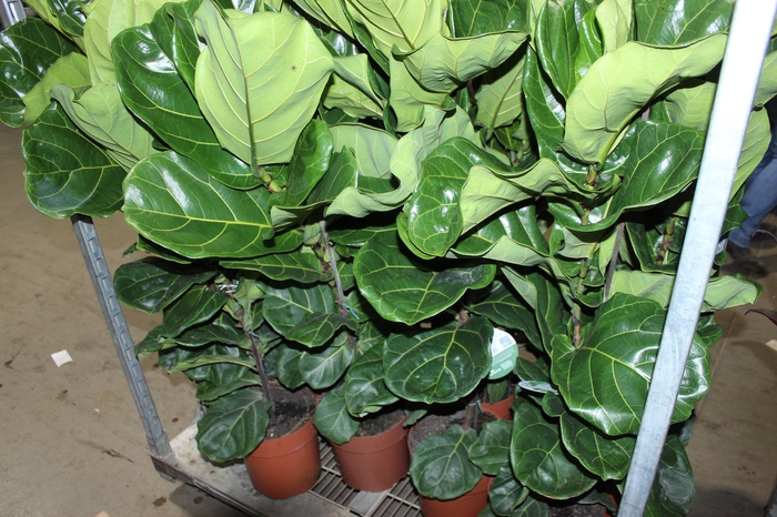 FICUS LYRATA P24