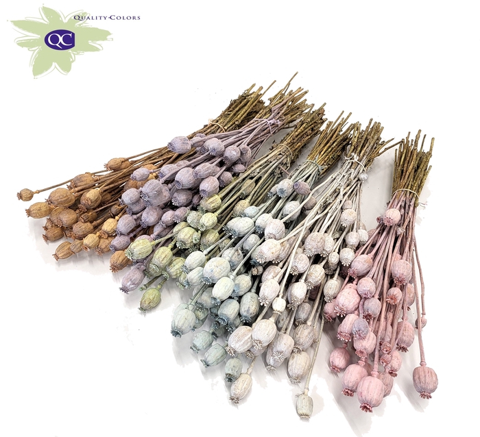 <h4>Papaver per bunch Mixed colours Frosted</h4>