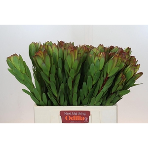 Leucadendron Goldstrike