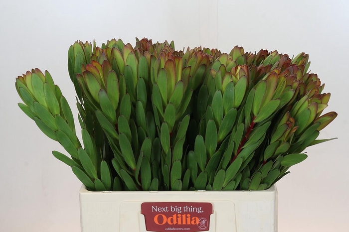 <h4>Leucadendron Goldstrike</h4>