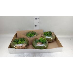 Arr.   Kamerplant Groen L%