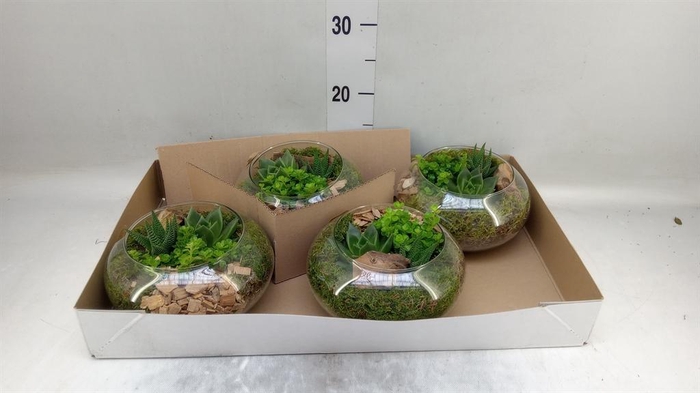 <h4>Arr. Kamerplant Groen L%</h4>