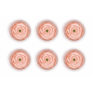 Ran Pres Pink Soft