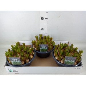 Muscari  'Mountain Lady'