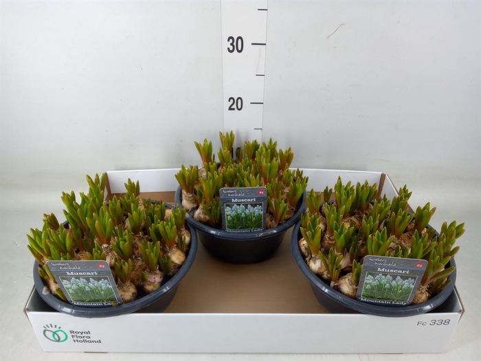 <h4>Muscari 'Mountain Lady'</h4>