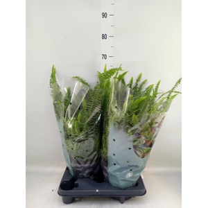 Nephrolepis exal. 'Green Lady'