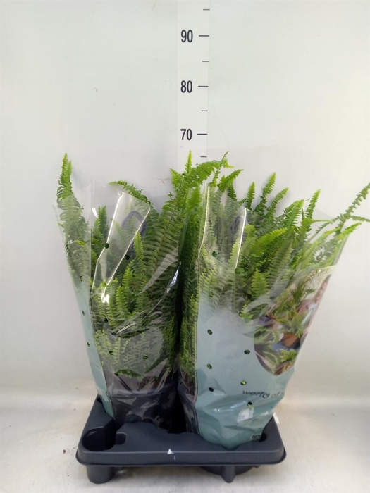 <h4>Nephrolepis exal. 'Green Lady'</h4>