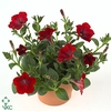 Petunia  'Ramblin Red'