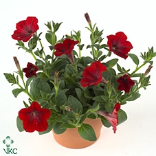 Petunia  'Ramblin Red'