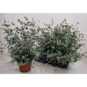 EUCAL GUNNII
