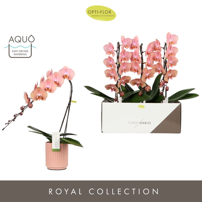 <h4>Phalaenopsis overig oranje (meerder</h4>