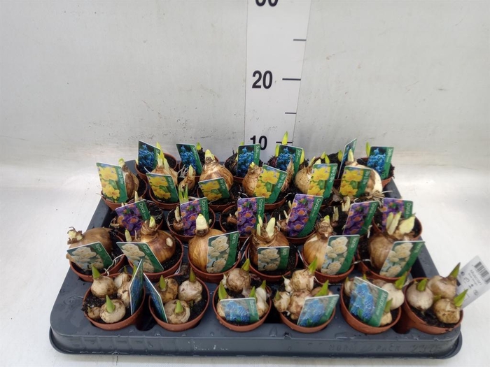 <h4>Bolbloemen   ...mix</h4>