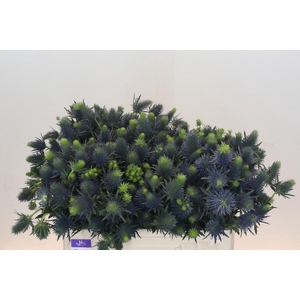 Eryngium Supernova Questar