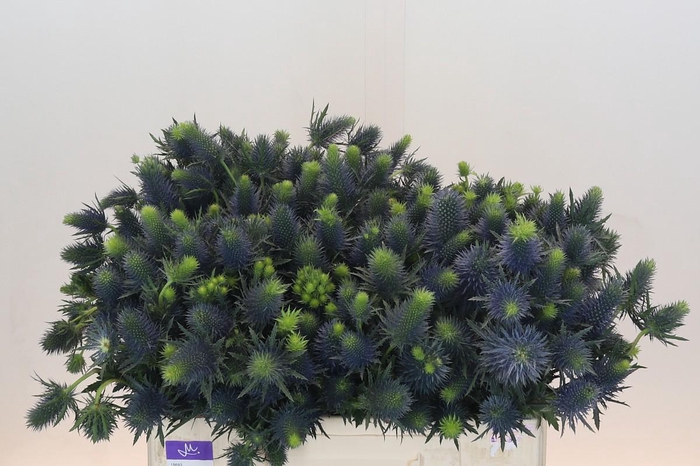 <h4>Eryngium Supernova Questar</h4>