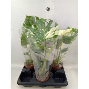Monstera delic. 'Thai Constellatio'