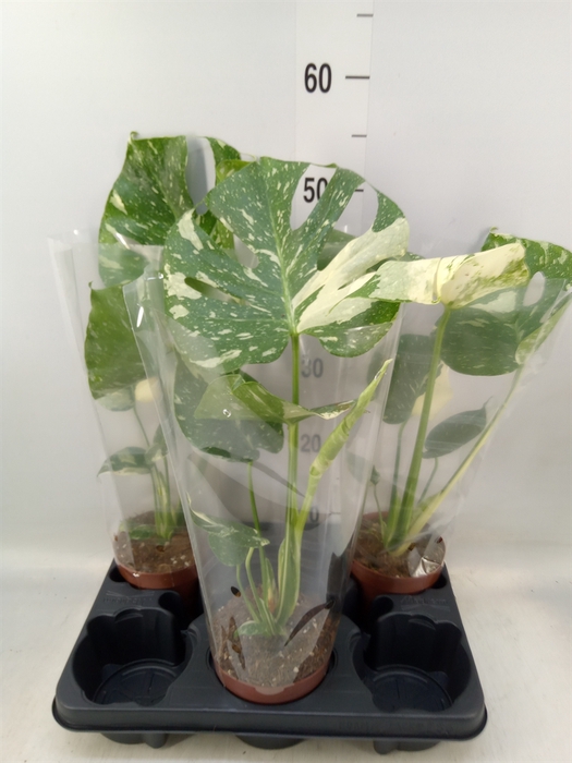 <h4>Monstera delic. 'Thai Constellatio'</h4>