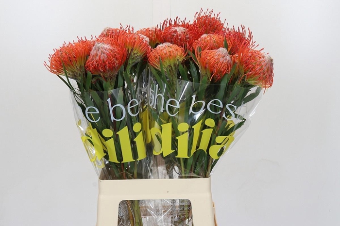 <h4>LEUCO CO TANGO</h4>