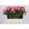 Paeonia Jacorma