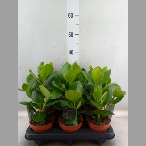 Clusia rosea 'Princess'