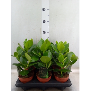 Clusia rosea 'Princess'