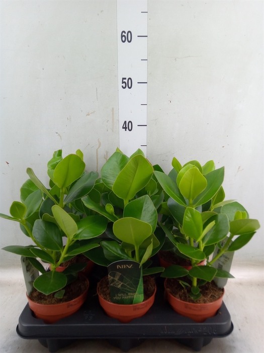 <h4>Clusia rosea 'Princess'</h4>