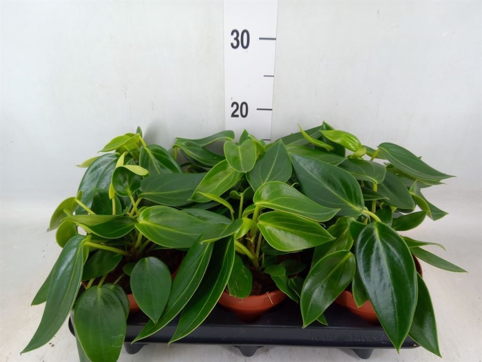<h4>Peperomia</h4>