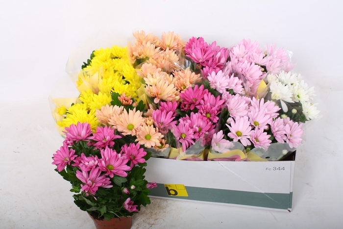 <h4>CHRYS GEM 5 KL</h4>