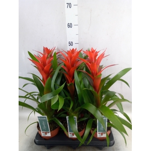 Guzmania  'Ostara'