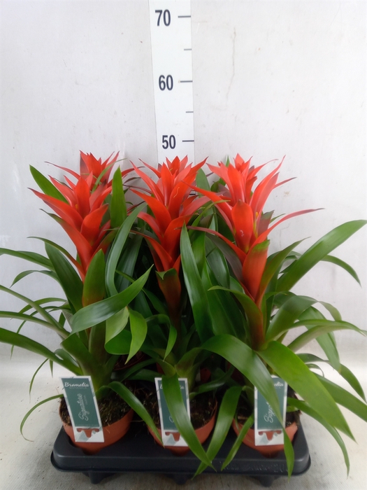 <h4>Guzmania  'Ostara'</h4>
