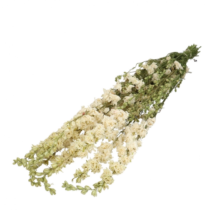 <h4>Droogbloem Delphinium 65-70cm x10</h4>
