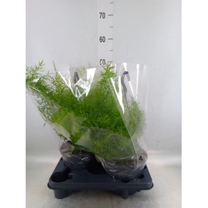 Asparagus dens. 'Sprengeri'