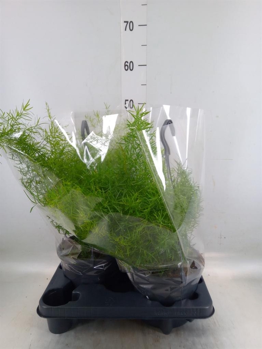 <h4>Asparagus dens. 'Sprengeri'</h4>