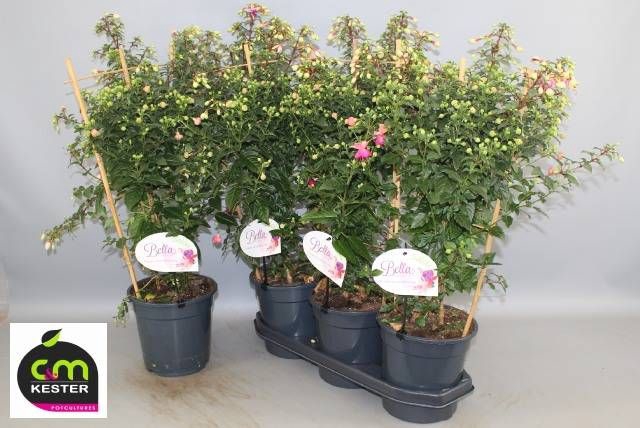 <h4>FUCHSIA OV</h4>