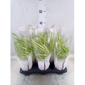 Chlorophytum com. 'Variegatum'