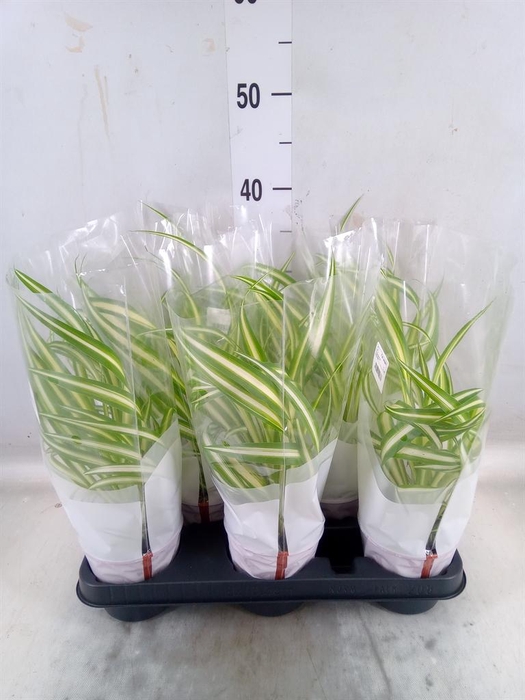 <h4>Chlorophytum com. 'Variegatum'</h4>