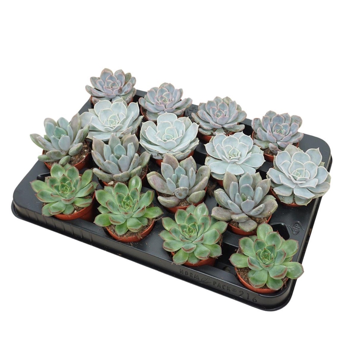 <h4>Echeveria Gemengd</h4>