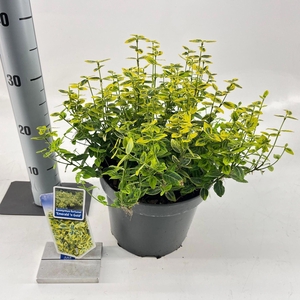 Euonymus fortunei Emerald n Gold