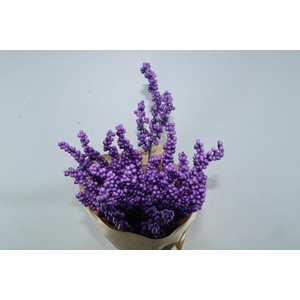 Droog Callicarpa Paars X15